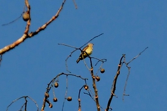 Piratic Flycatcher - ML131043031