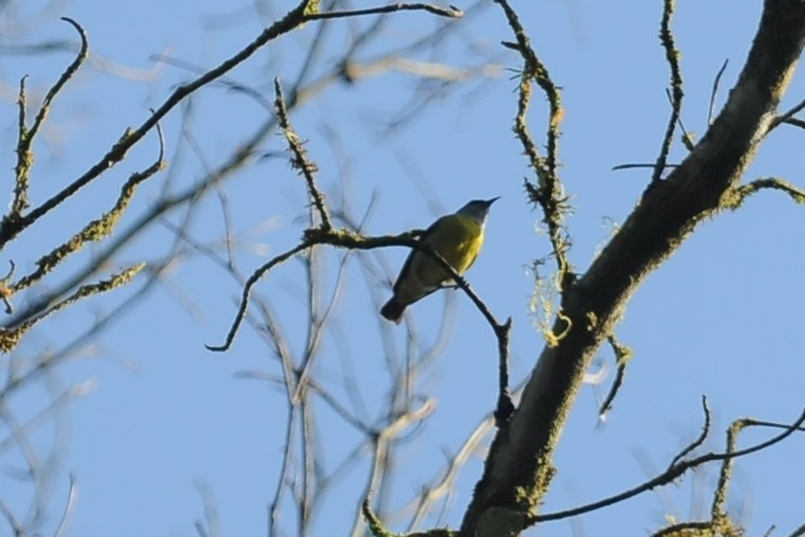 Tropical Kingbird - ML131043221