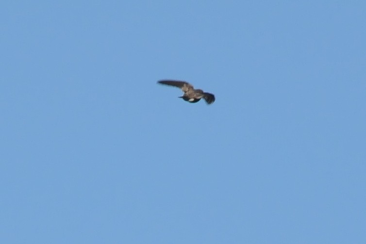 Southern Rough-winged Swallow - ML131043771