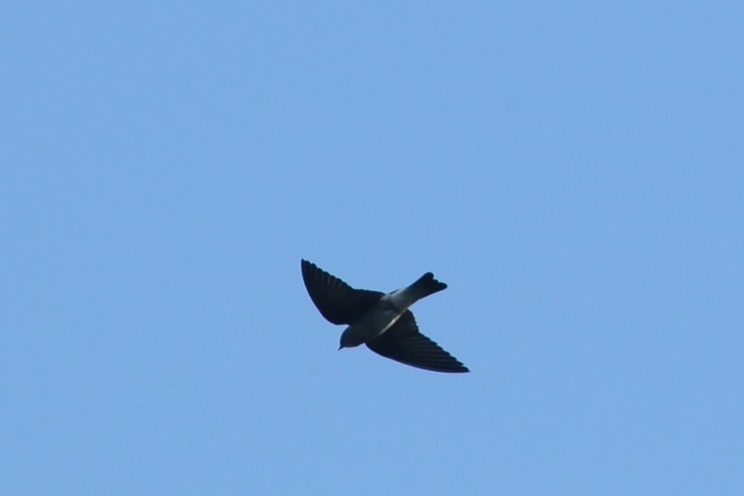 Southern Rough-winged Swallow - ML131043791