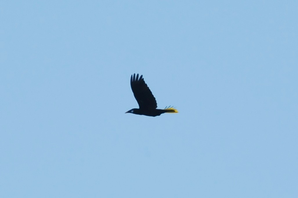 Montezuma Oropendola - ML131044461