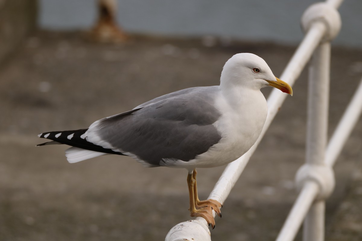 Yellow-legged Gull - Adrián González González