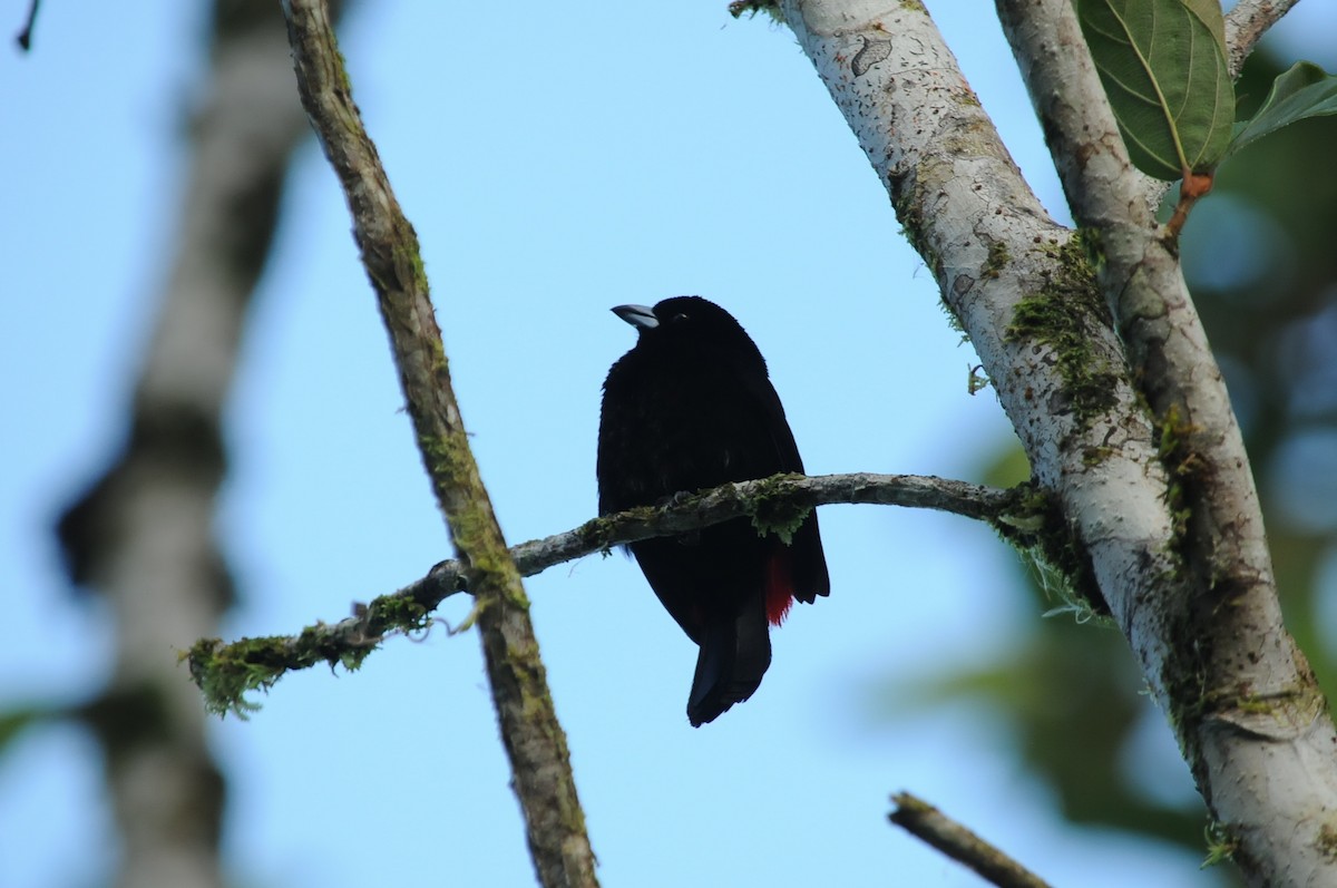 Scarlet-rumped Tanager - ML131045081