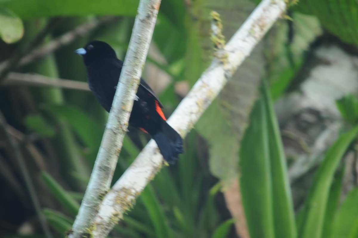 Scarlet-rumped Tanager - ML131045091