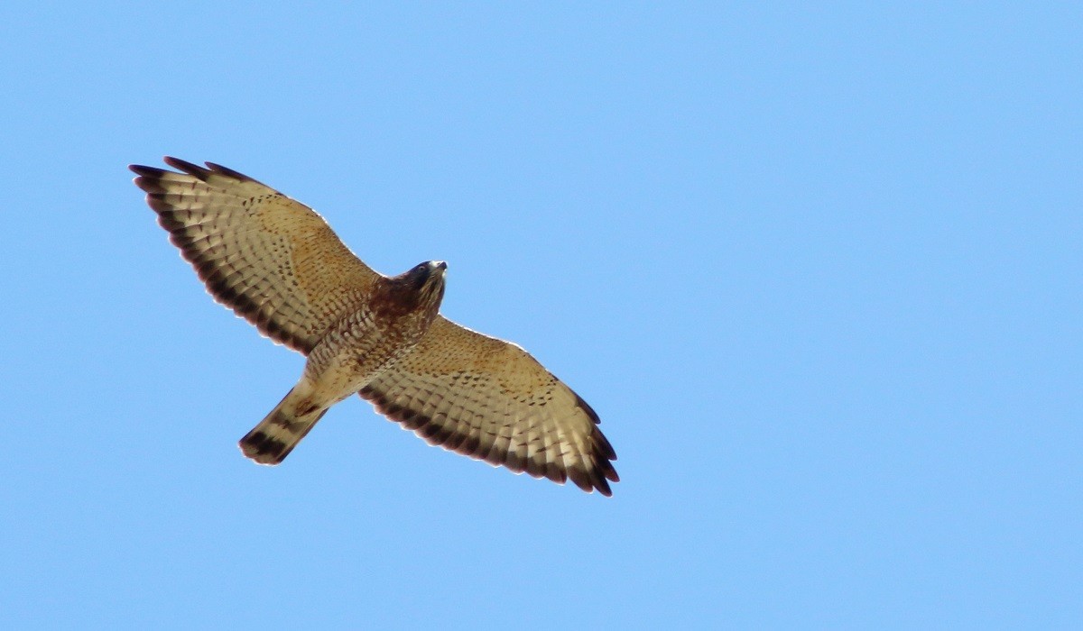 Broad-winged Hawk - ML131045141