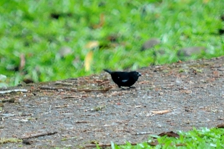 Variable Seedeater - ML131045281