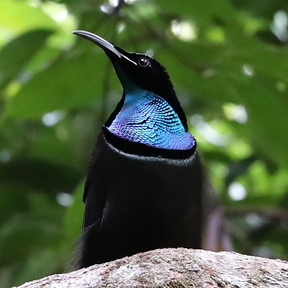 Magnificent Riflebird - ML131046061