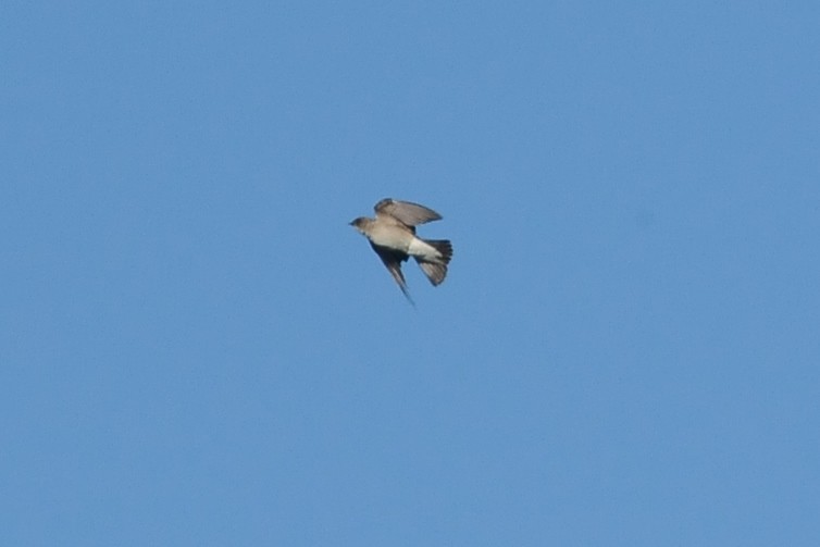 Gray-breasted Martin - ML131046481