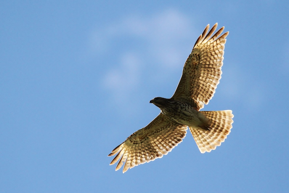 Red-shouldered Hawk (lineatus Group) - ML131048661