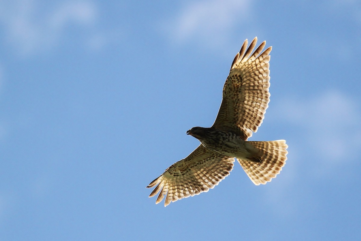 Red-shouldered Hawk (lineatus Group) - ML131048681