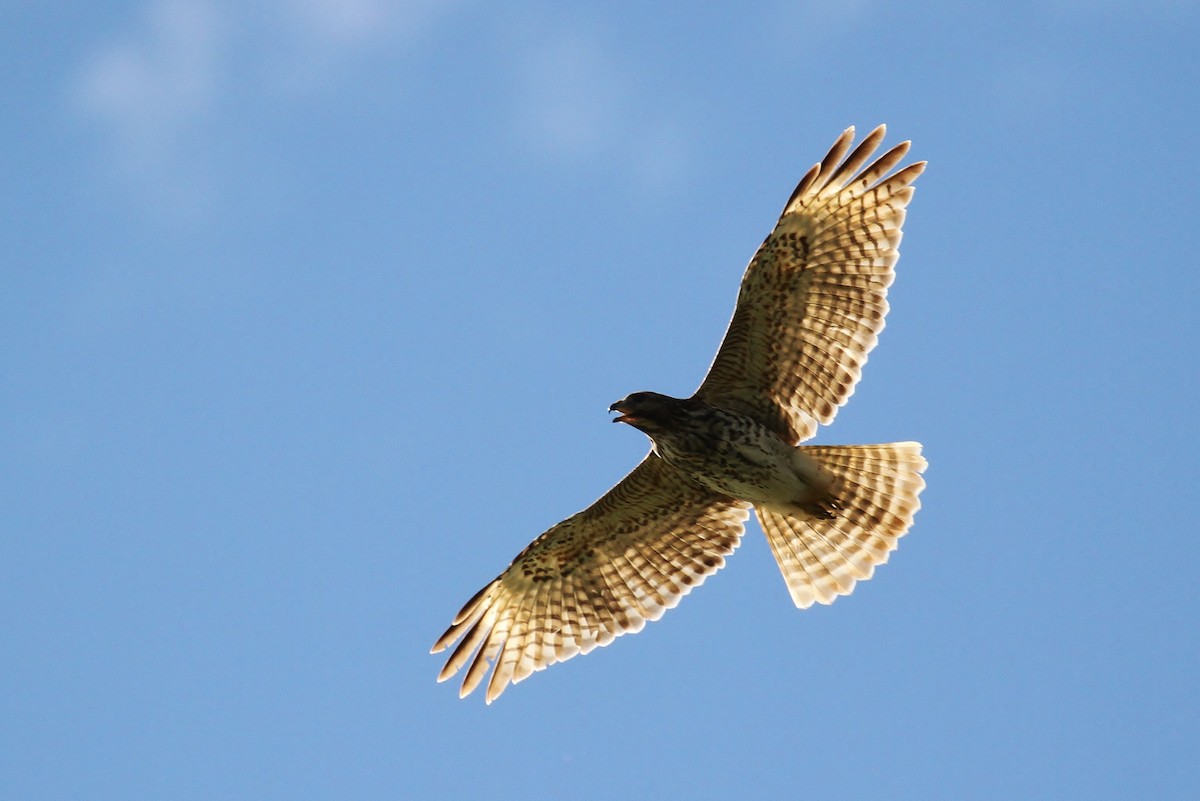 Red-shouldered Hawk (lineatus Group) - ML131048691