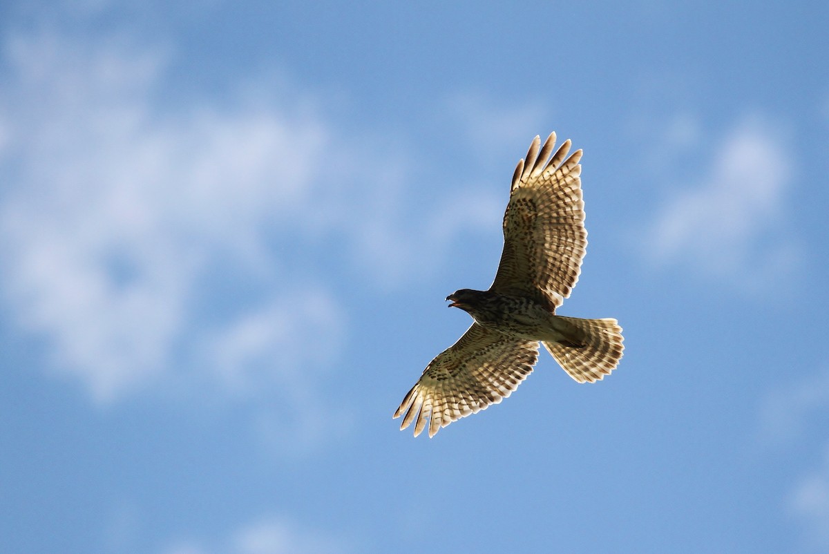 Red-shouldered Hawk (lineatus Group) - ML131048701