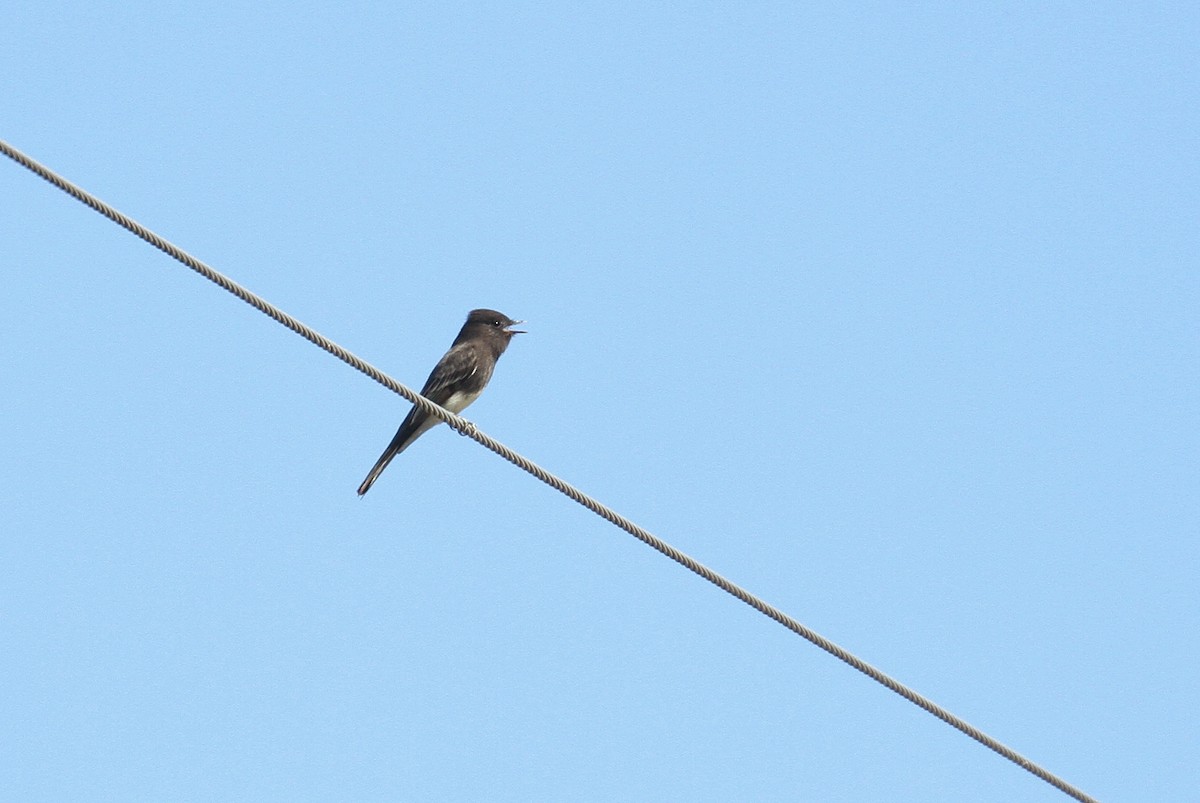 Black Phoebe - ML131049111