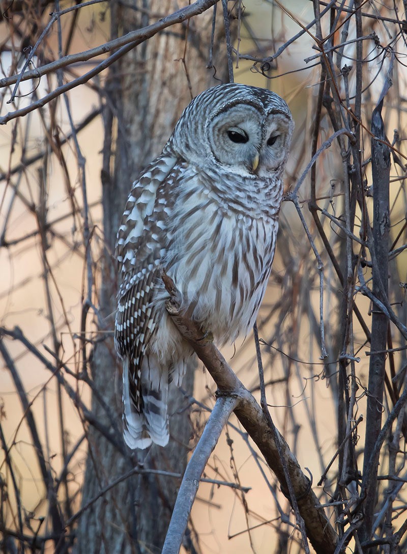 Barred Owl - Tina Green