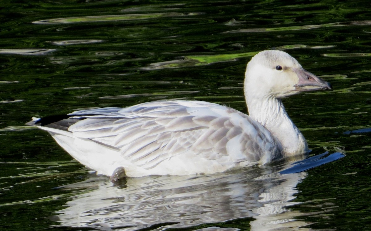 Snow Goose - ML131050041