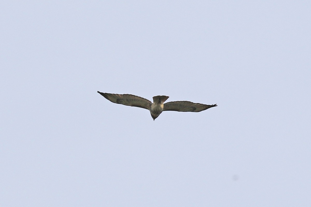 Red-tailed Hawk - ML131050491