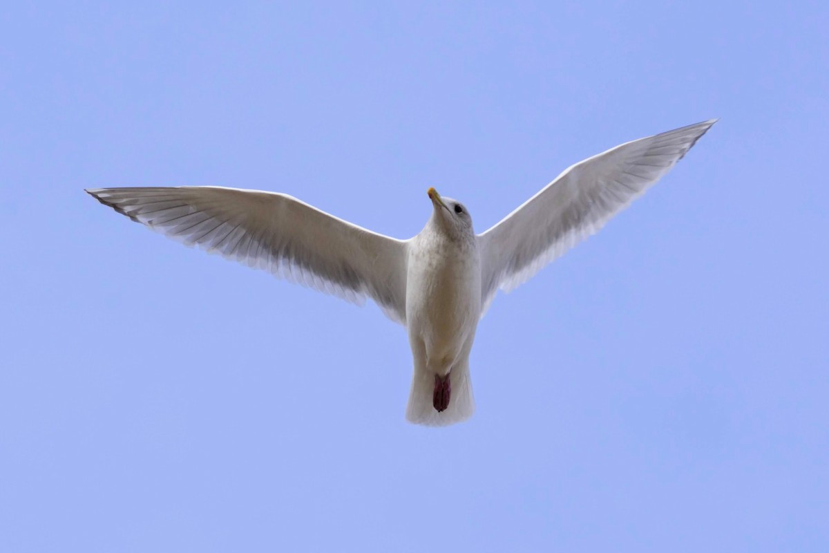 Iceland Gull (Thayer's) - ML131050791