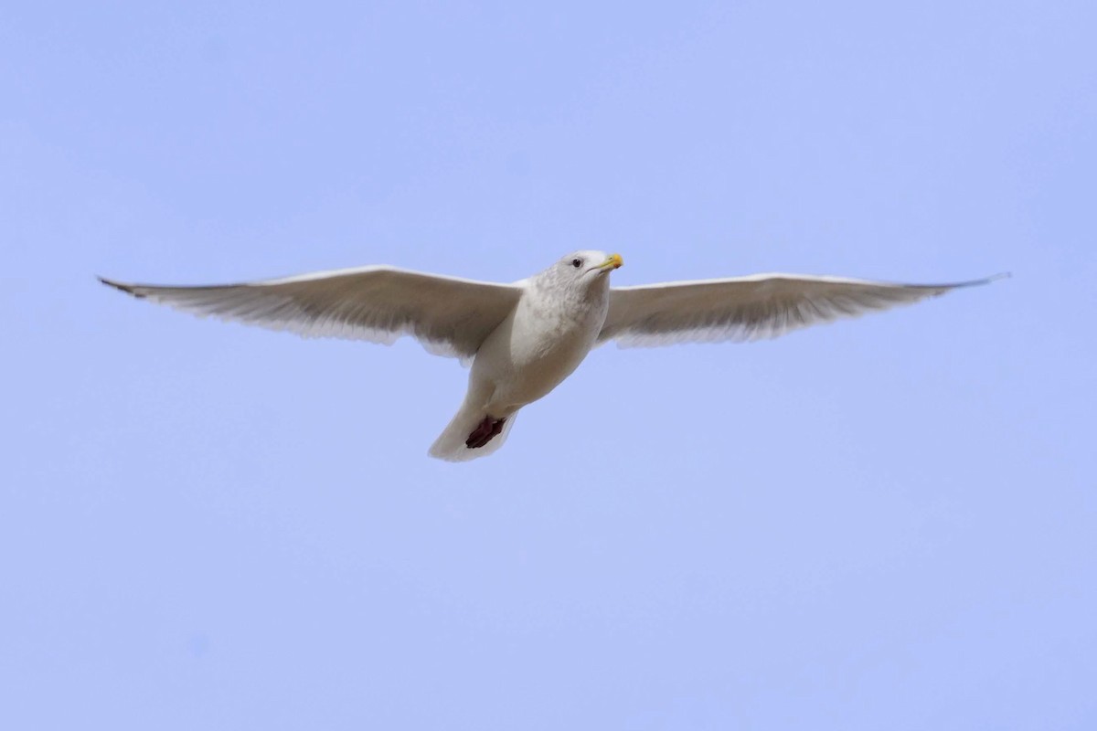 Iceland Gull (Thayer's) - ML131050821
