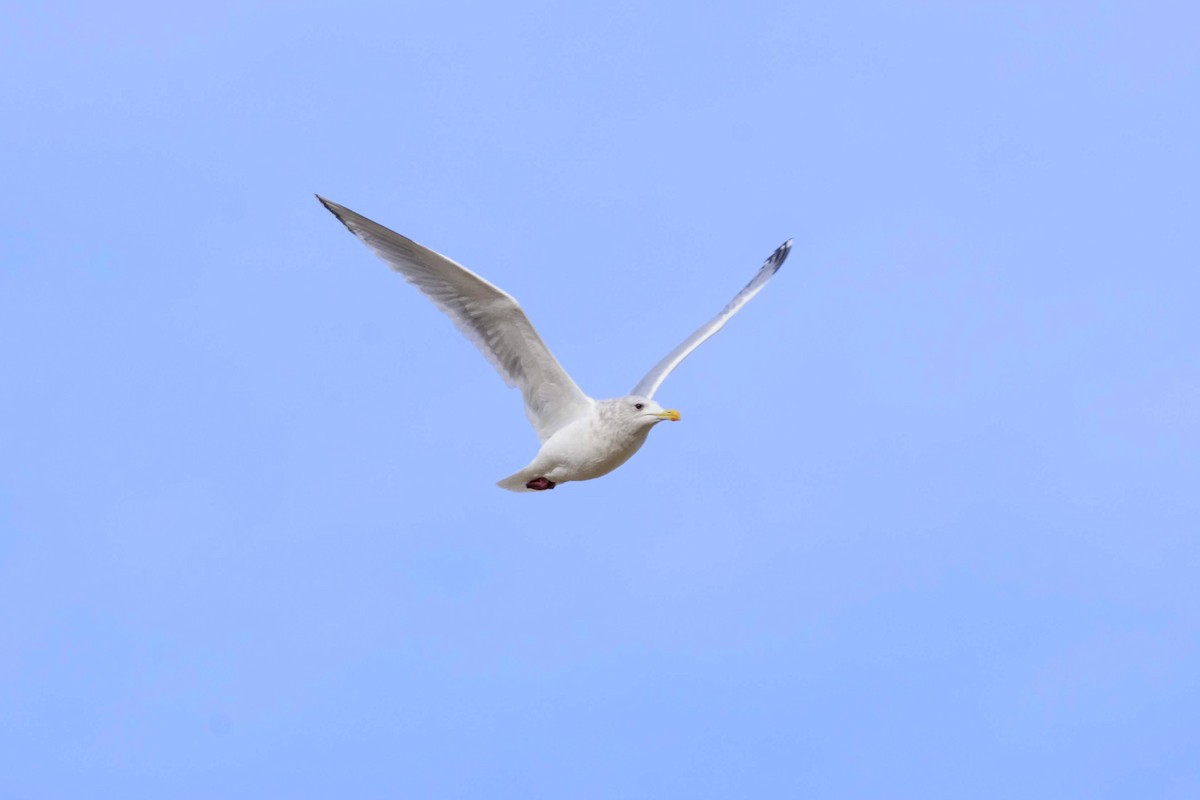 Iceland Gull (Thayer's) - ML131050861