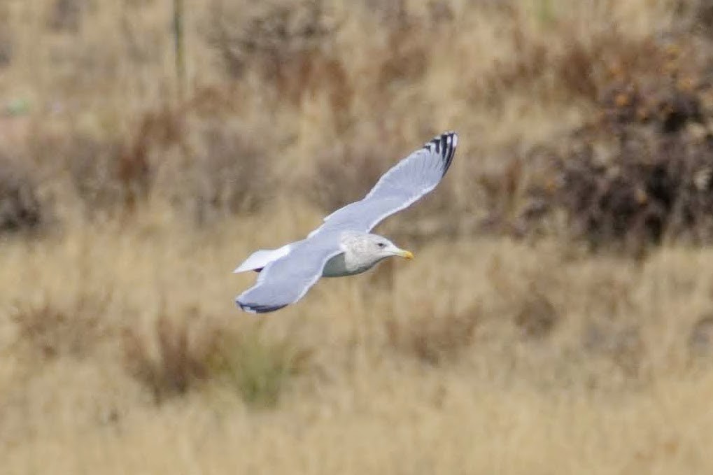 Iceland Gull (Thayer's) - ML131050911
