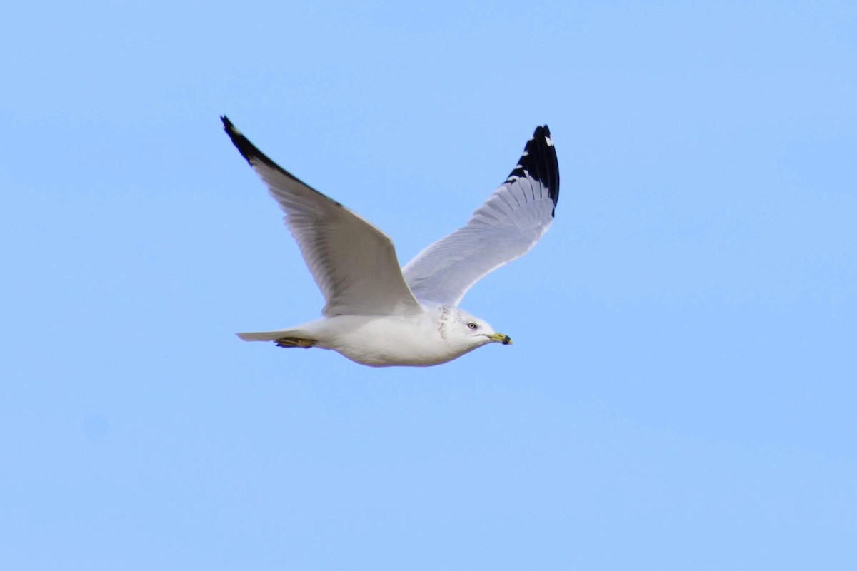 Ring-billed Gull - ML131051011