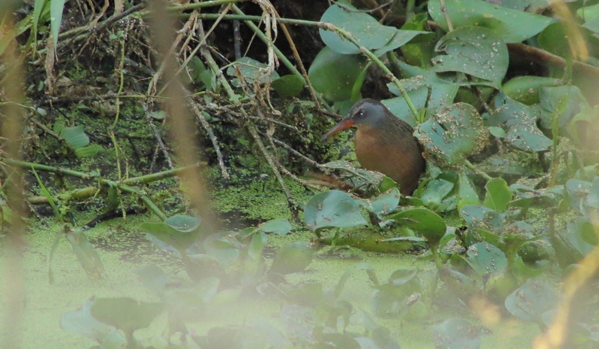 Virginia Rail - ML131051101