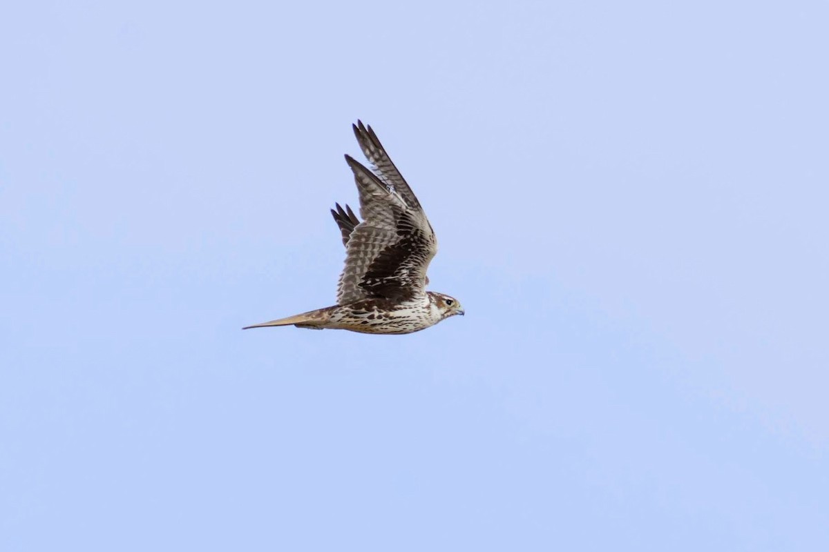 Prairie Falcon - ML131051261