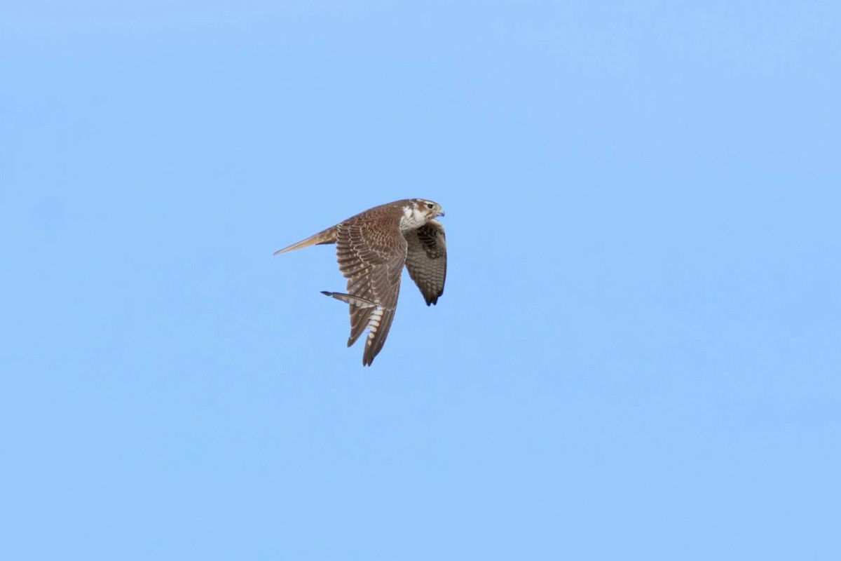 Prairie Falcon - ML131051281