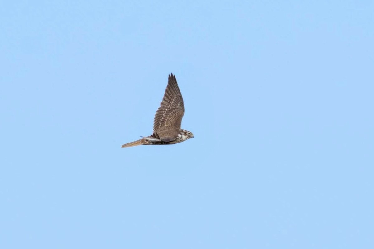 Prairie Falcon - ML131051291