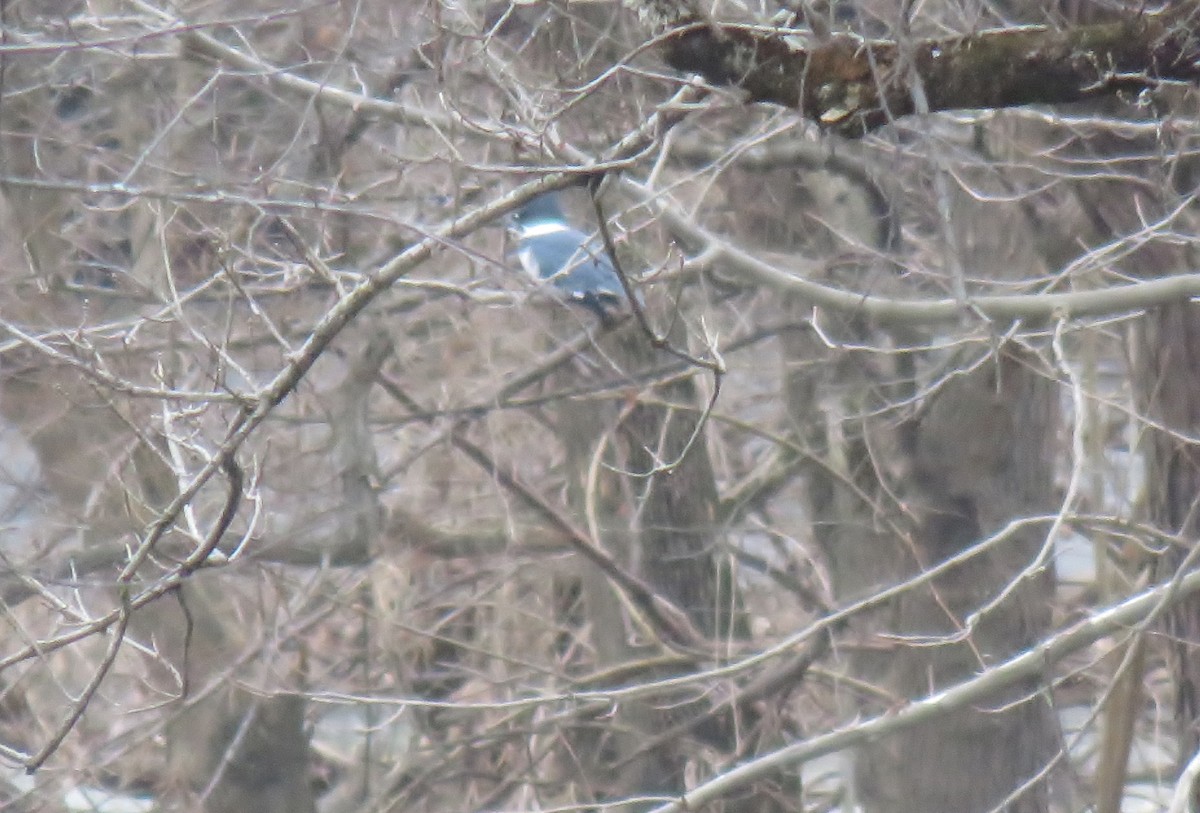 Belted Kingfisher - ML131052751