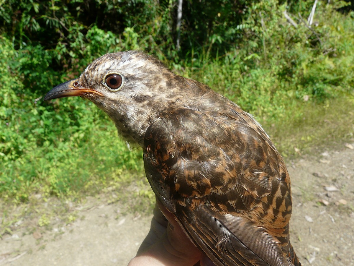 Plaintive Cuckoo - ML131053061