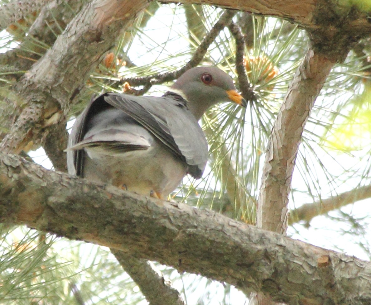 Band-tailed Pigeon - ML131053341