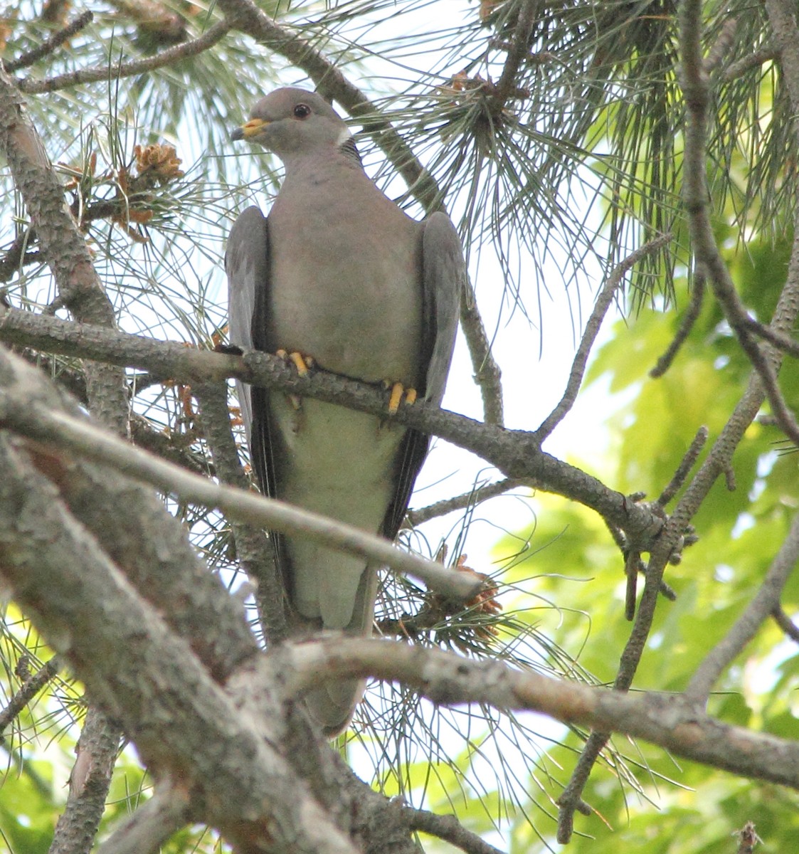 Band-tailed Pigeon - ML131053401