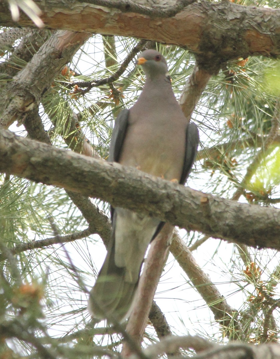 Band-tailed Pigeon - ML131053441