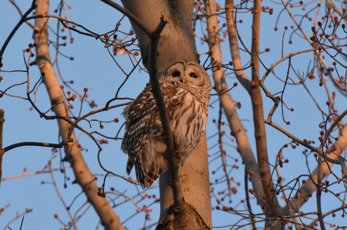 Barred Owl - yves dupont