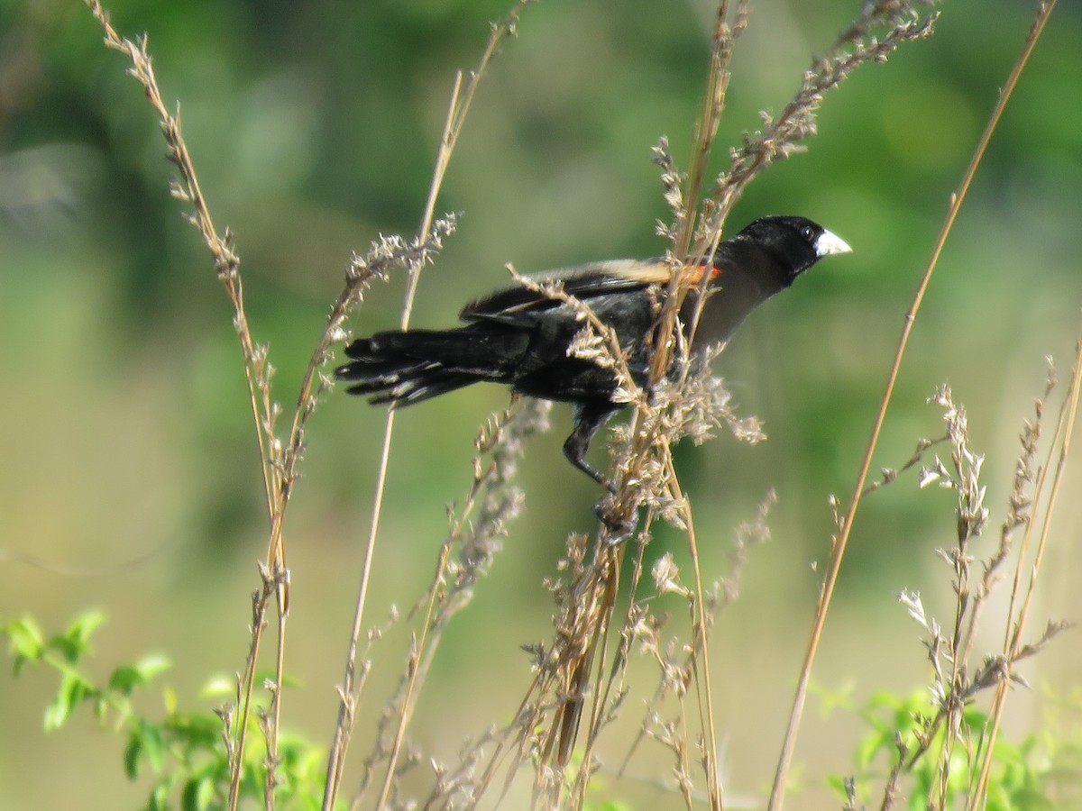 Fan-tailed Widowbird - ML131055081