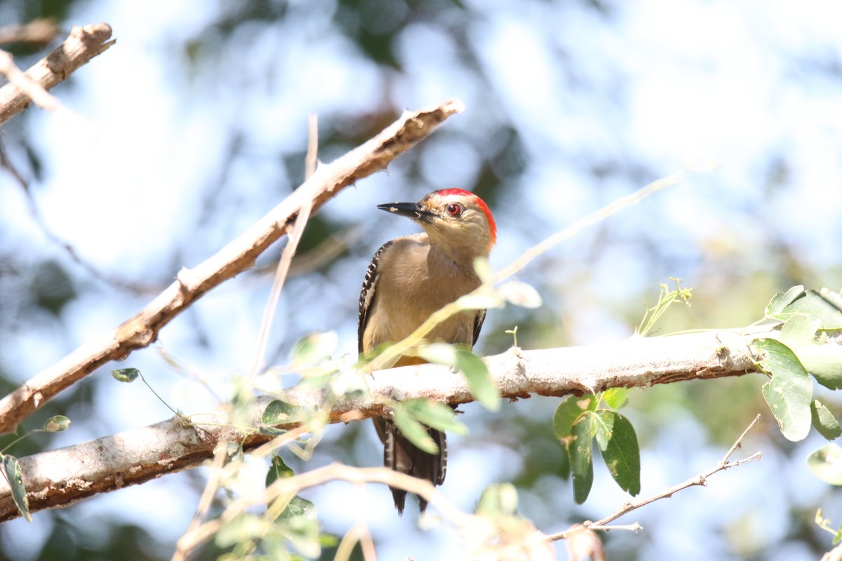 Golden-fronted Woodpecker - ML131055381