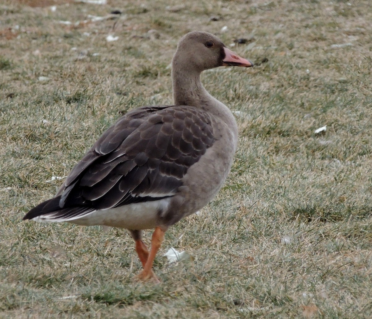 Greater White-fronted Goose - Rachel LeBlanc