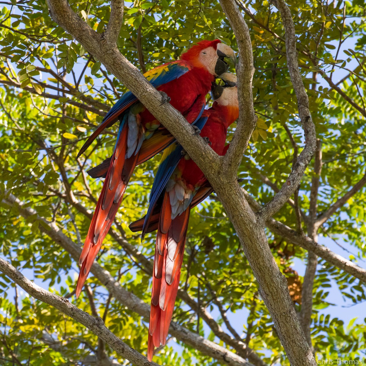Scarlet Macaw - ML131055741