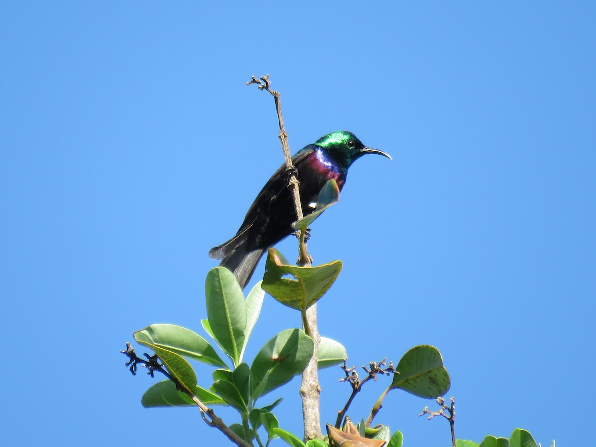 Purple-banded Sunbird - ML131056321