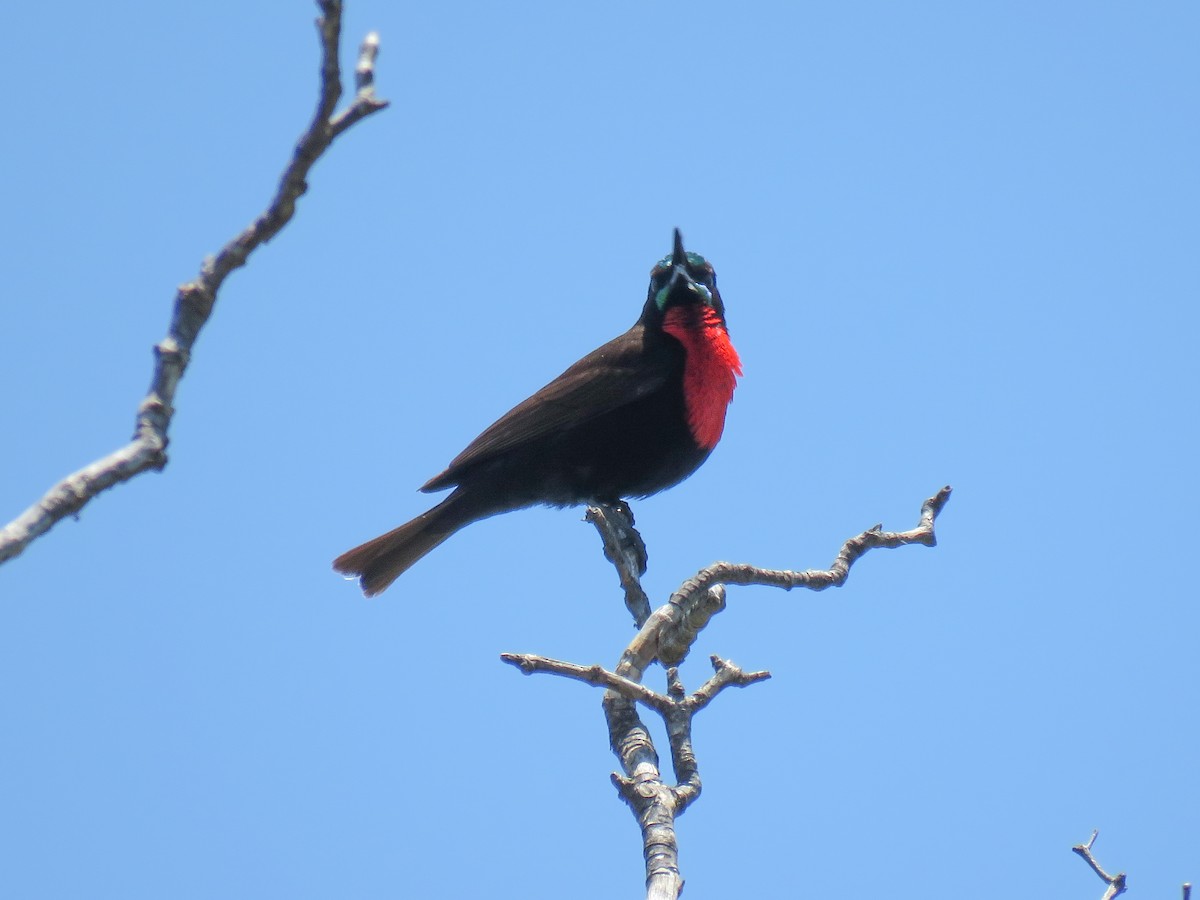 Scarlet-chested Sunbird - ML131056421