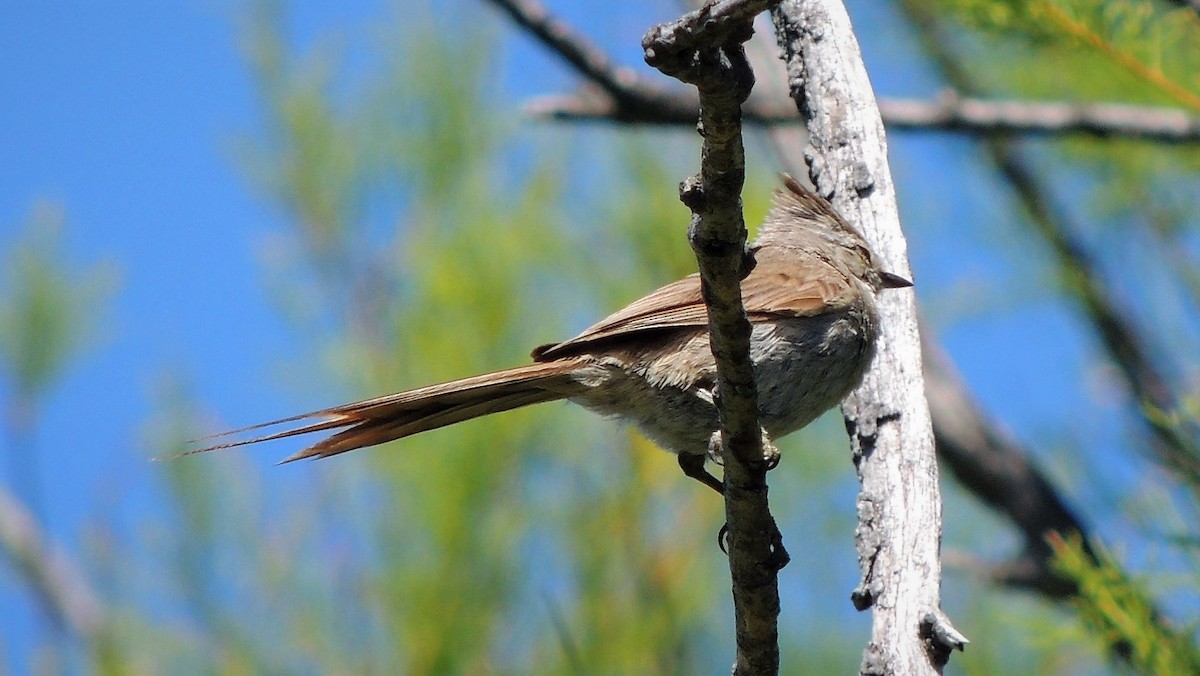 Tufted Tit-Spinetail - ML131057321