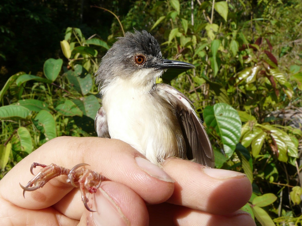 Yellow-bellied Prinia - ML131057691