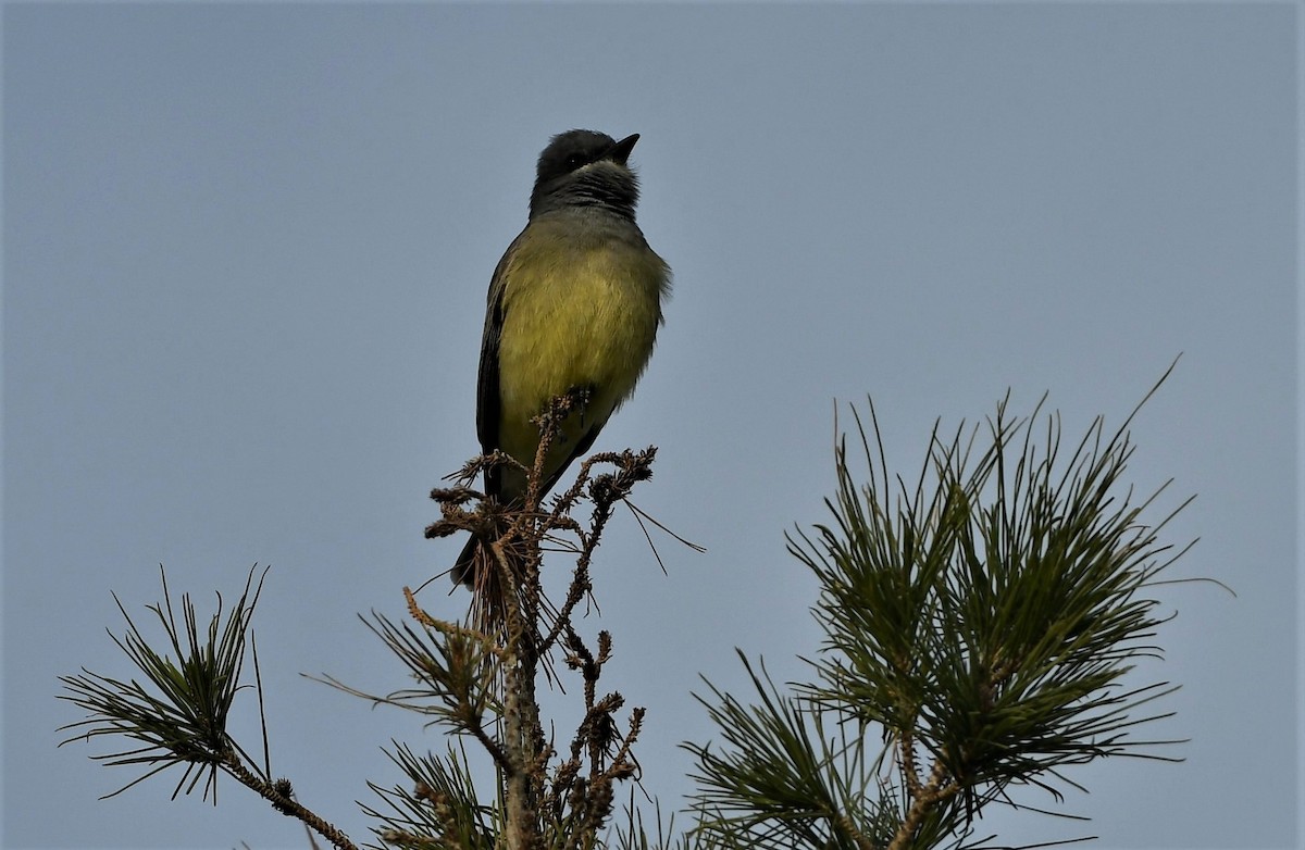 Cassin's Kingbird - ML131057871