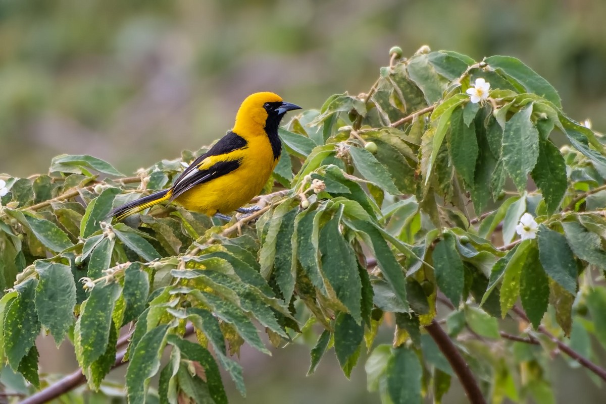 Yellow-tailed Oriole - ML131058191