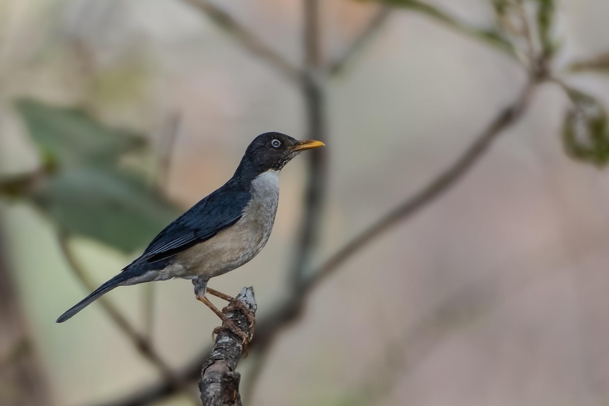 Plumbeous-backed Thrush - ML131058201