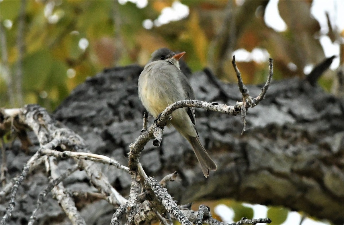 Moucherolle de Coues - ML131058211