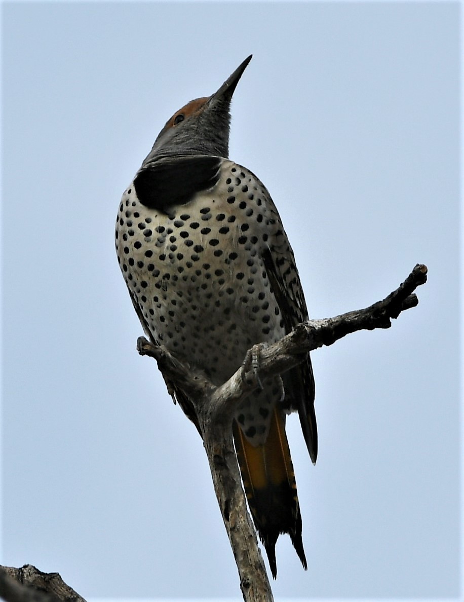 Gilded Flicker - ML131058311