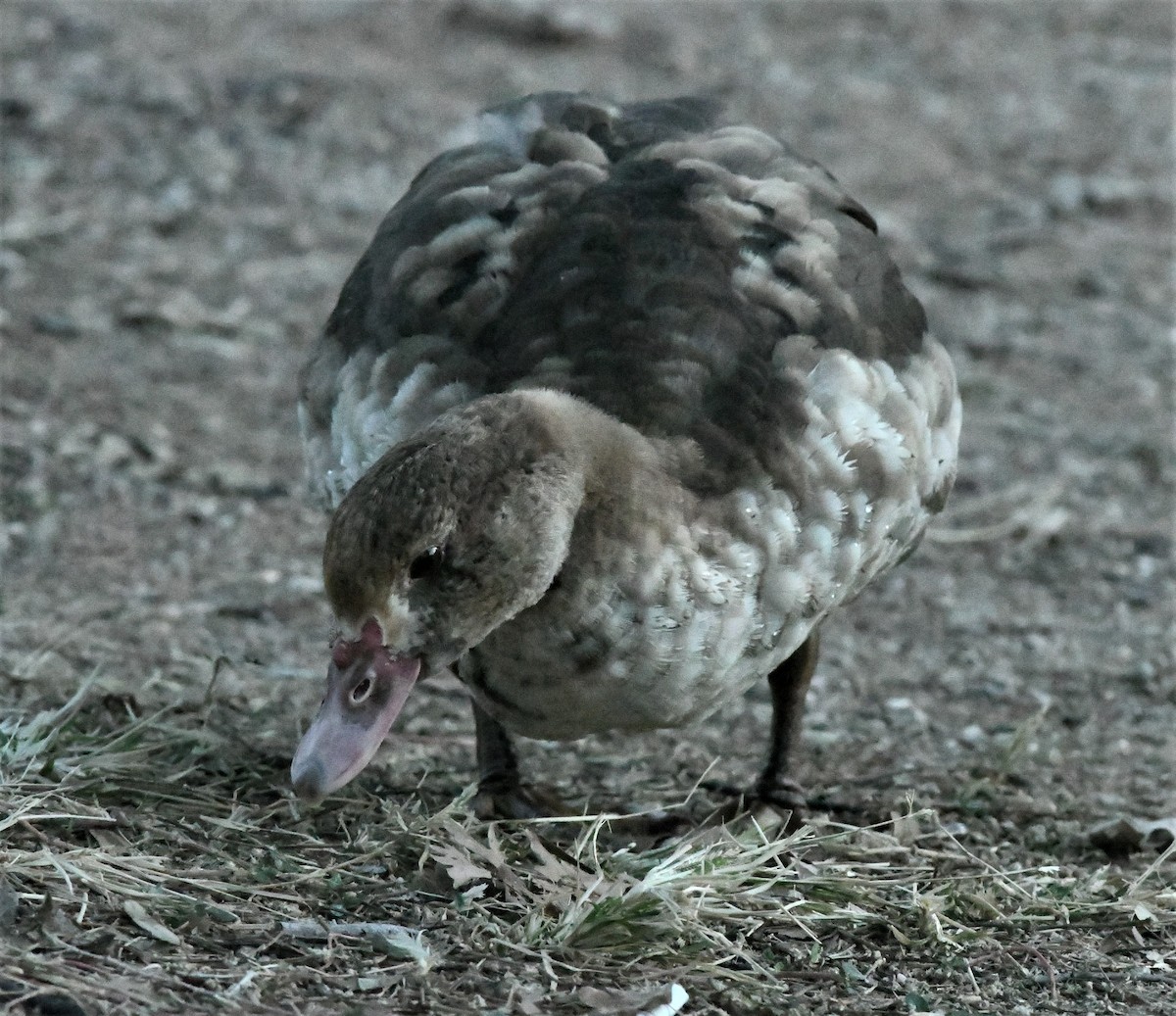 Muscovy Duck (Domestic type) - David Beaudette