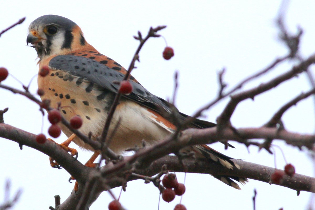 American Kestrel - Mike Wanger